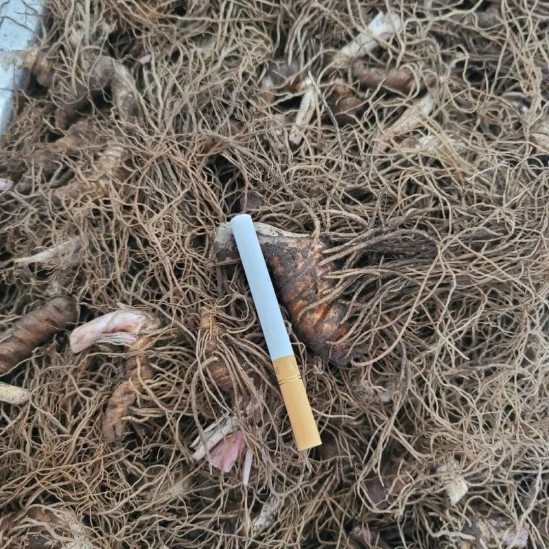 重楼七叶一枝花野生块茎