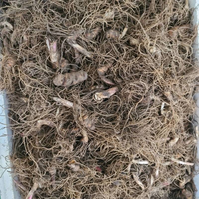 重楼七叶一枝花野生块茎