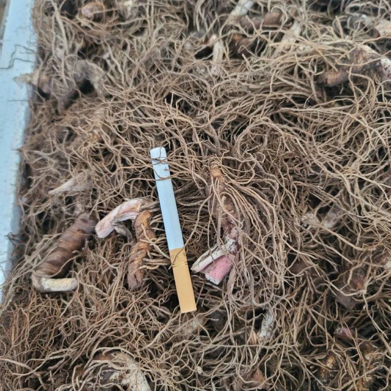 重楼七叶一枝花野生块茎