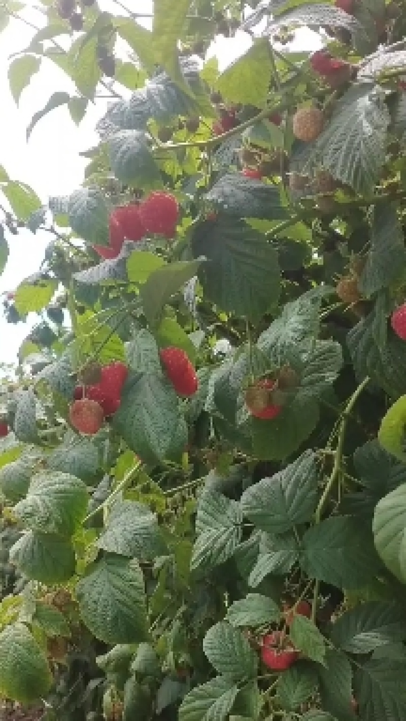红树莓苗