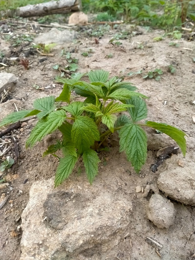 红树莓苗