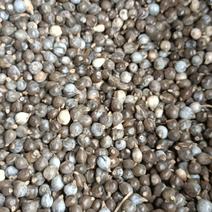 生带壳薏仁，颗粒饱满，薏仁种子，新货无硫，草珠子，串珠子