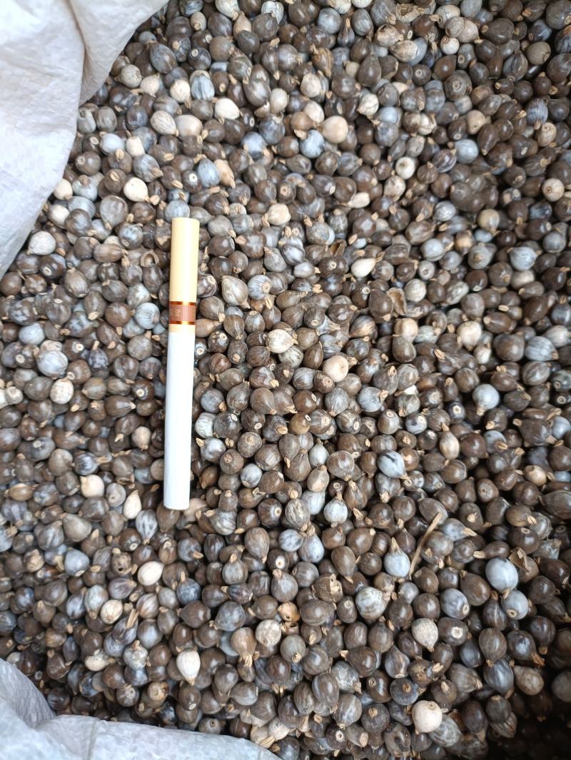 生带壳薏仁，颗粒饱满，薏仁种子，新货无硫，草珠子，串珠子