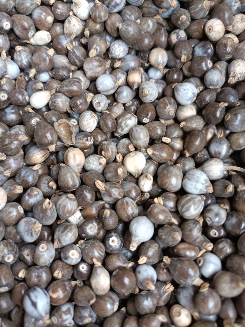 生带壳薏仁，颗粒饱满，薏仁种子，新货无硫，草珠子，串珠子