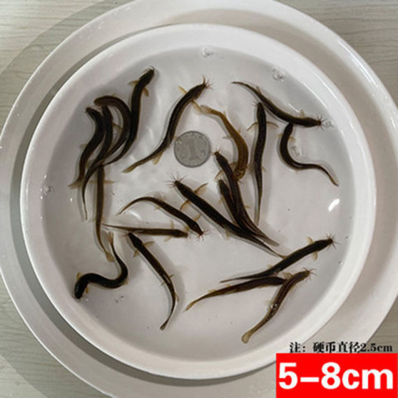 大种台湾泥鳅苗青色泥鳅鱼苗真泥鳅苗好养成活高