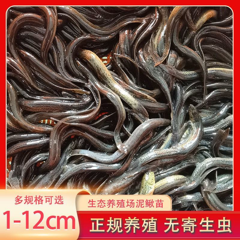 大种台湾泥鳅苗青色泥鳅鱼苗真泥鳅苗好养成活高