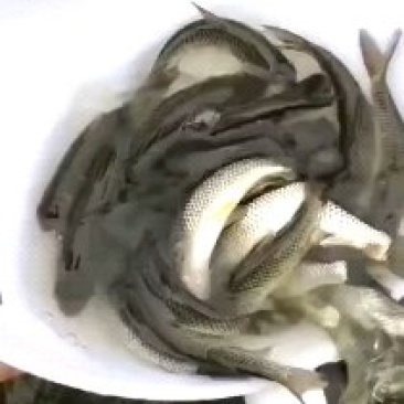 青鱼苗