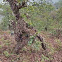 云南云县农村纯野生百花蜜