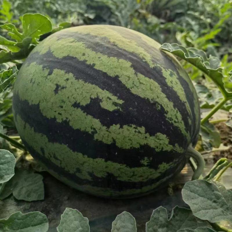 陕西甜王西瓜，产地直销，一手货源，电商，批发商，稳定货源