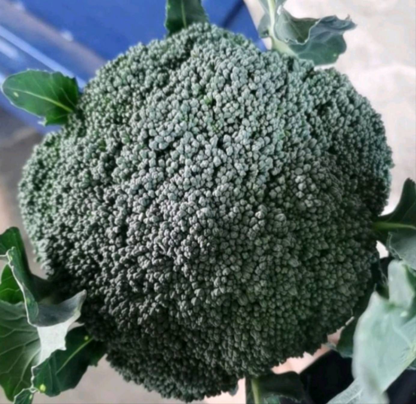 双低油菜与普通油菜的对比图