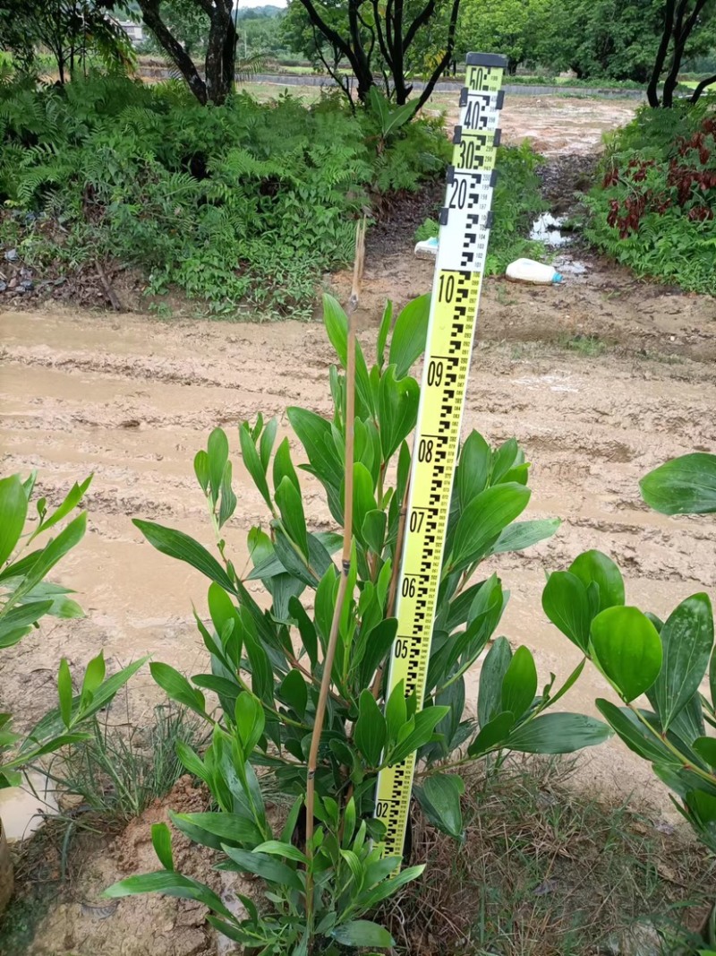 大量出售马占相思布袋苗1米高