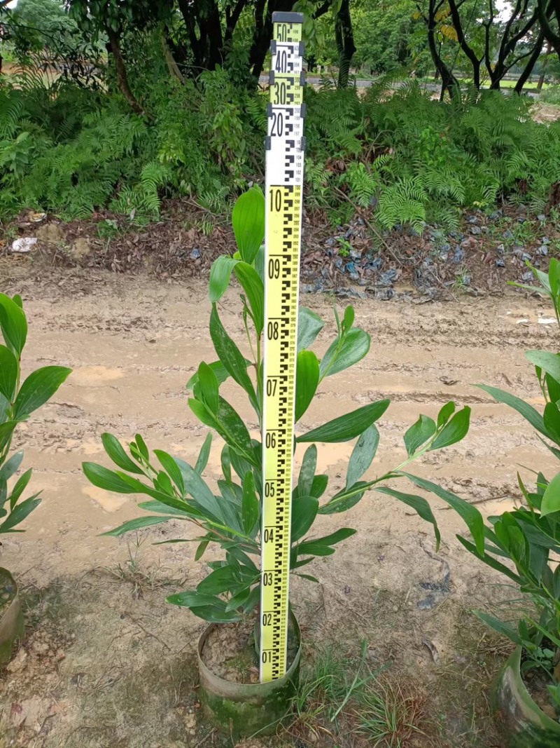 大量出售马占相思布袋苗1米高