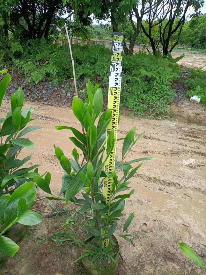 大量出售马占相思布袋苗1米高