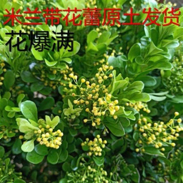 原土米兰花盆栽室内阳台庭院好养易活四季开花净化空气吸甲醛