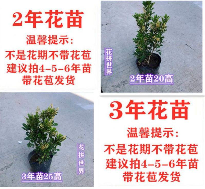 原土米兰花盆栽室内阳台庭院好养易活四季开花净化空气吸甲醛