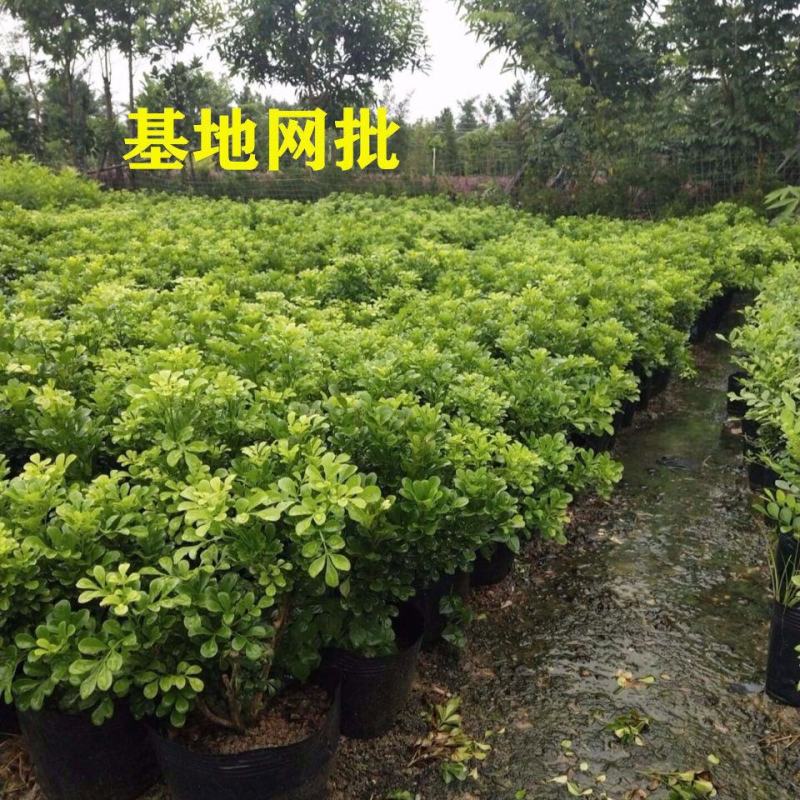 原土米兰花盆栽室内阳台庭院好养易活四季开花净化空气吸甲醛