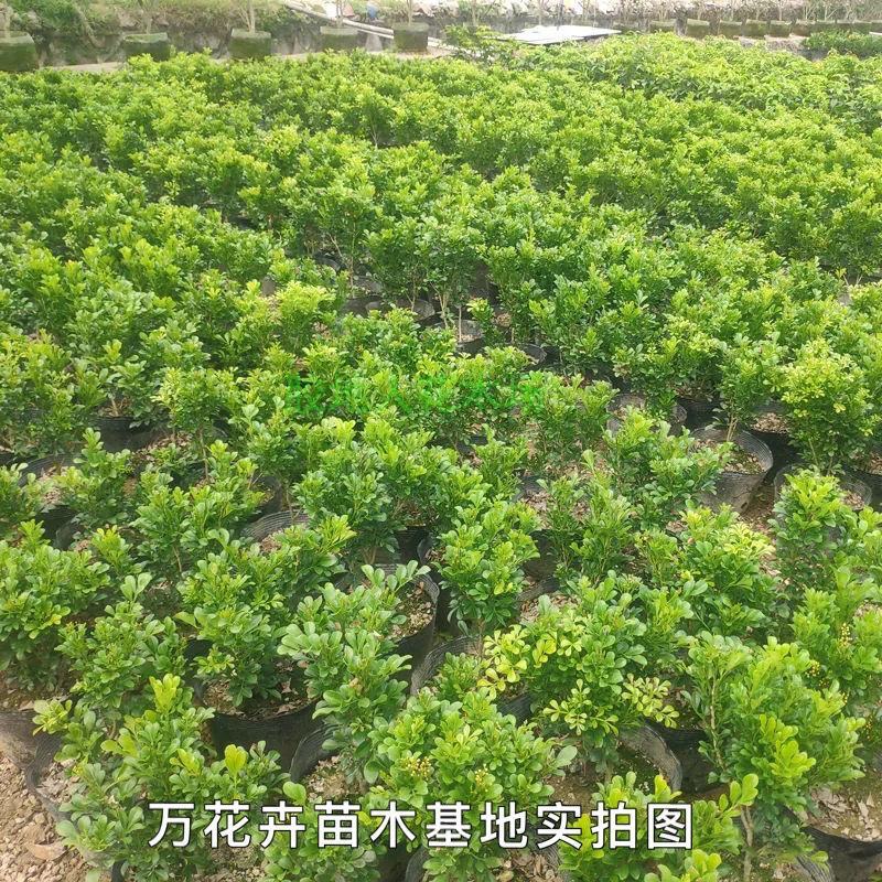 原土米兰花盆栽室内阳台庭院好养易活四季开花净化空气吸甲醛