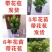 原土米兰花盆栽室内阳台庭院好养易活四季开花净化空气吸甲醛