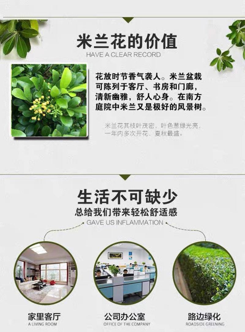 原土米兰花盆栽室内阳台庭院好养易活四季开花净化空气吸甲醛