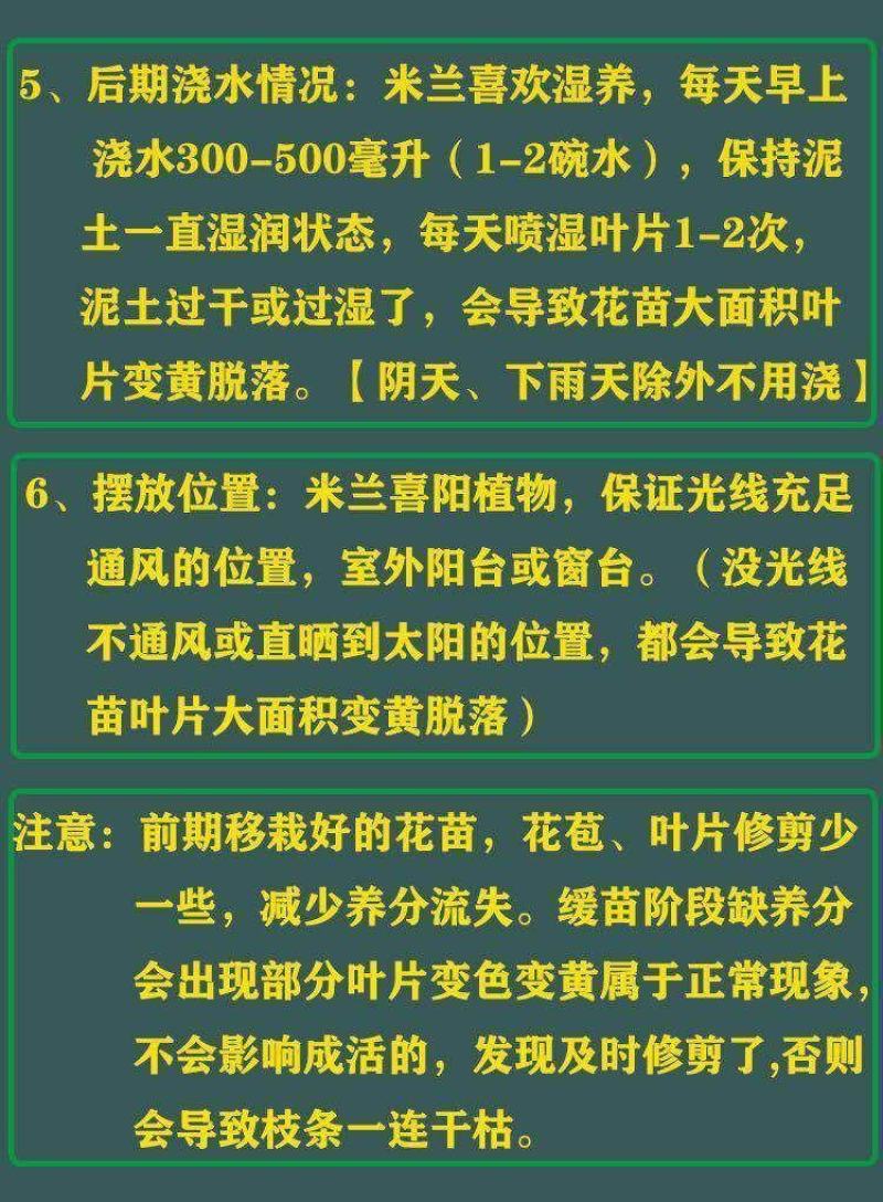 原土米兰花盆栽室内阳台庭院好养易活四季开花净化空气吸甲醛