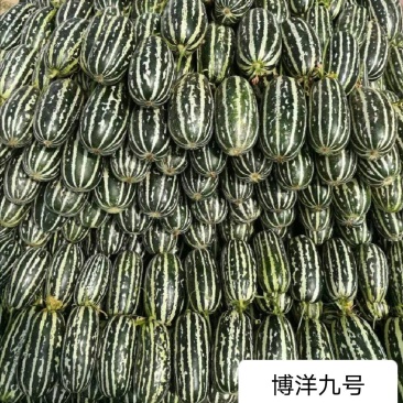 博洋九号甜瓜博洋61绿宝花蕾甜瓜一手货源基地直发质量保障