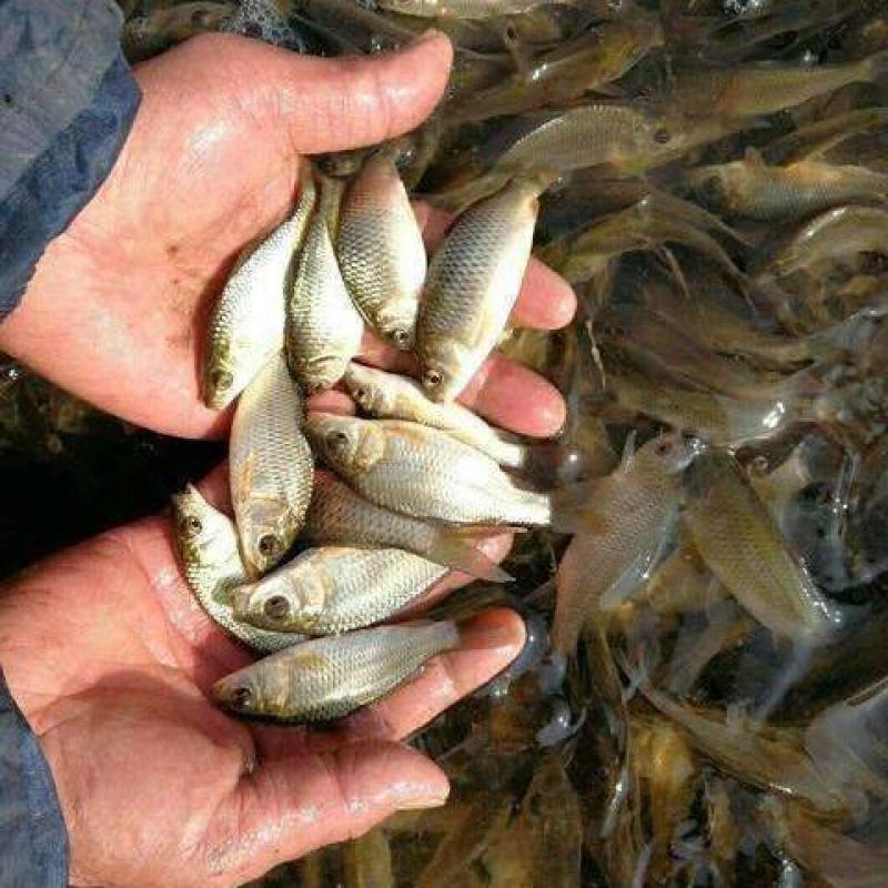优质淡水鲤鱼苗稻田鲤鱼苗杂交建鲤苗红鲤鱼苗品种优良