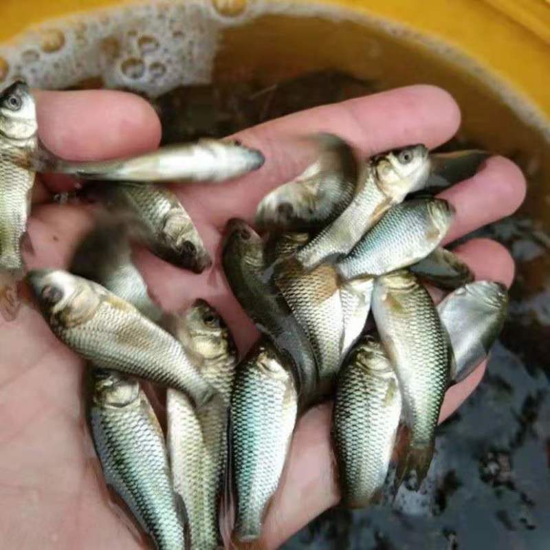 优质淡水鲤鱼苗稻田鲤鱼苗杂交建鲤苗红鲤鱼苗品种优良