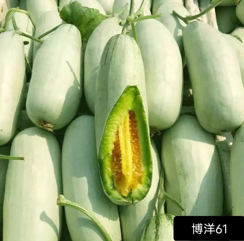 博洋九号甜瓜博洋61绿宝花蕾甜瓜一手货源基地直发质量保障