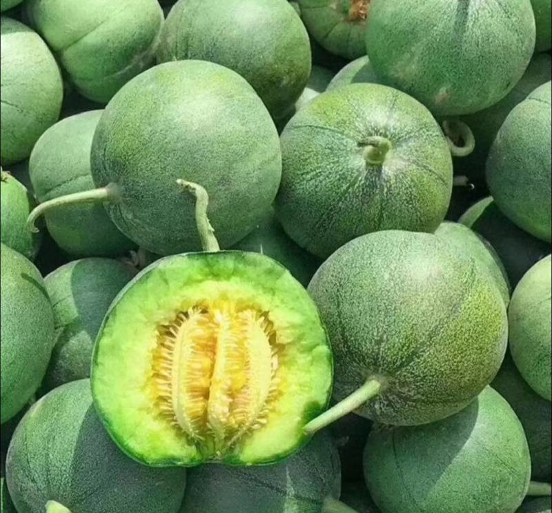 博洋九号甜瓜博洋61绿宝花蕾甜瓜一手货源基地直发质量保障