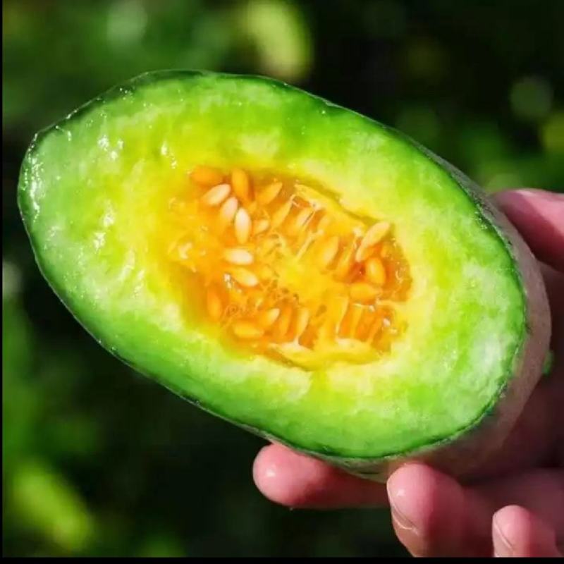 博洋九号甜瓜博洋61绿宝花蕾甜瓜一手货源基地直发质量保障