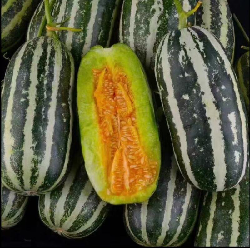 博洋九号甜瓜博洋61绿宝花蕾甜瓜一手货源基地直发质量保障