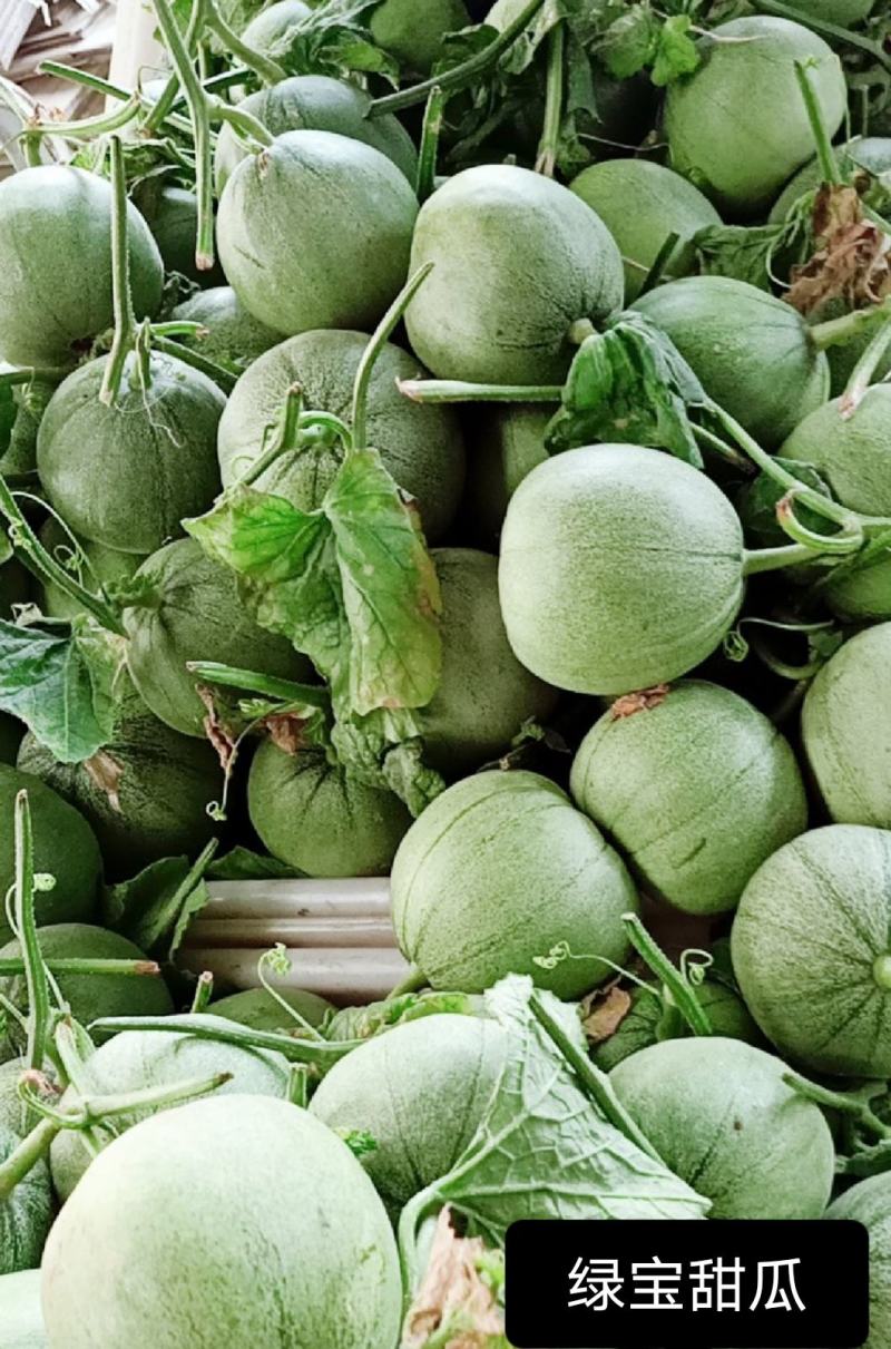 博洋九号甜瓜博洋61绿宝花蕾甜瓜一手货源基地直发质量保障