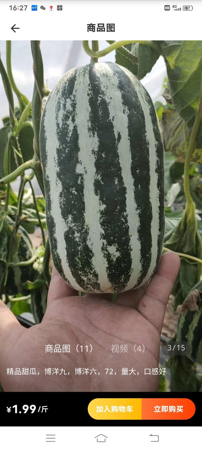 博洋九号甜瓜博洋61绿宝花蕾甜瓜一手货源基地直发质量保障