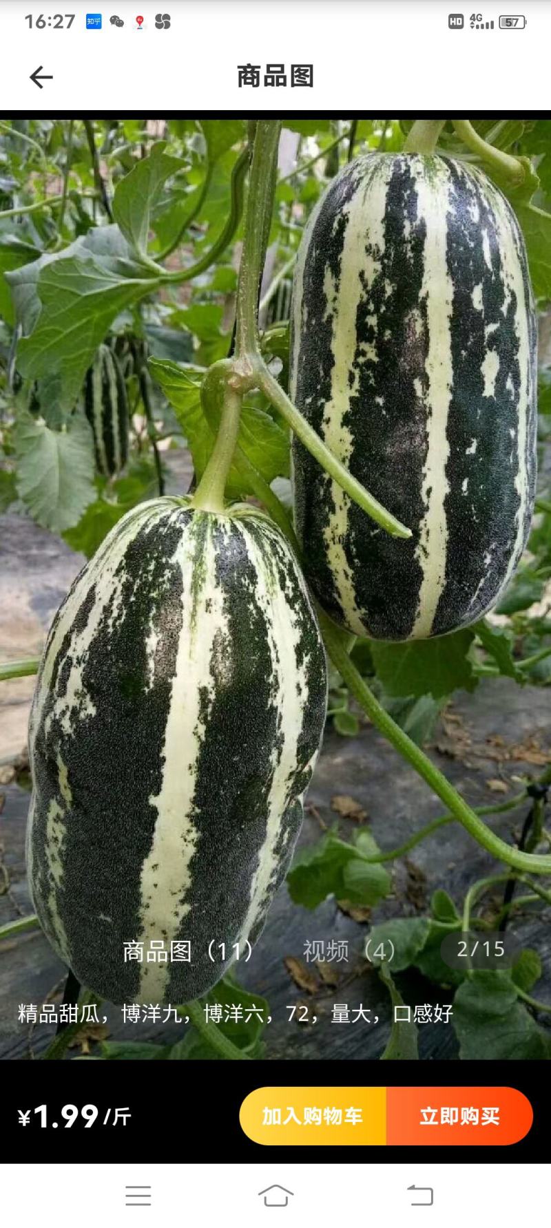 博洋九号甜瓜博洋61绿宝花蕾甜瓜一手货源基地直发质量保障