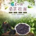 桑葚面条特色水果味彩色桑椹龙须面杂粮面营养果蔬面260g