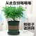 【驱蚊虫】清香木盆栽室内花卉绿植除甲醛净化空气植物提神胡
