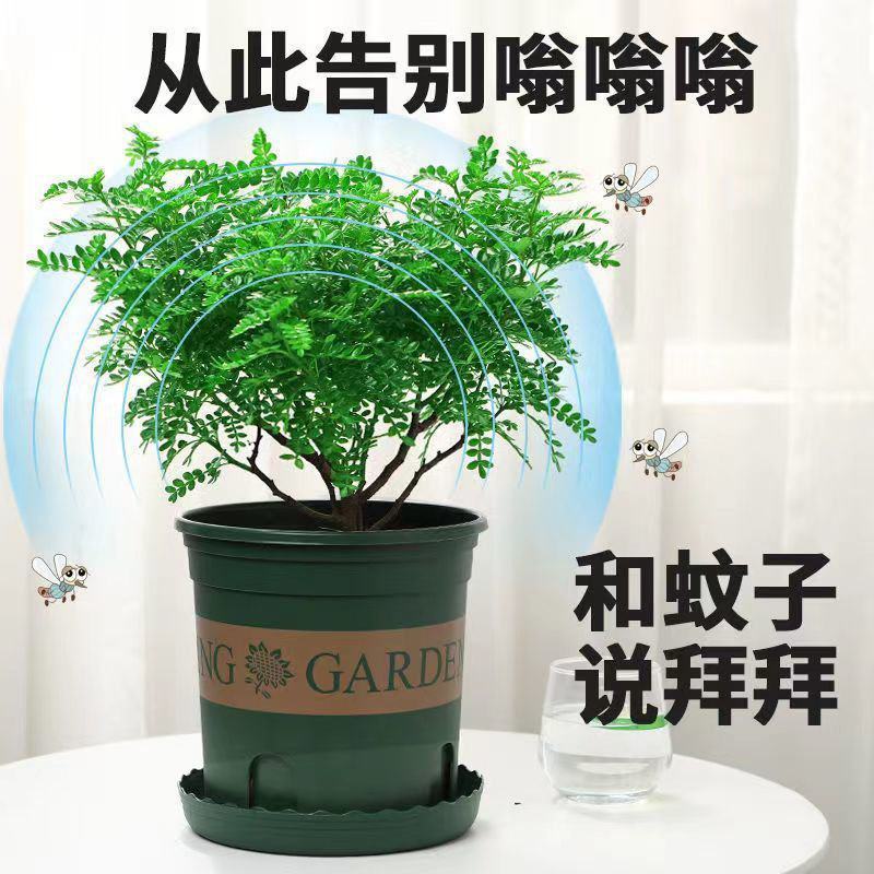 【驱蚊虫】清香木盆栽室内花卉绿植除甲醛净化空气植物提神胡