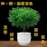 【驱蚊虫】清香木盆栽室内花卉绿植除甲醛净化空气植物提神胡