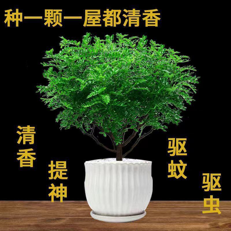 【驱蚊虫】清香木盆栽室内花卉绿植除甲醛净化空气植物提神胡