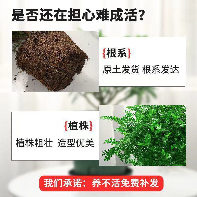 【驱蚊虫】清香木盆栽室内花卉绿植除甲醛净化空气植物提神胡