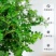 【驱蚊虫】清香木盆栽室内花卉绿植除甲醛净化空气植物提神胡