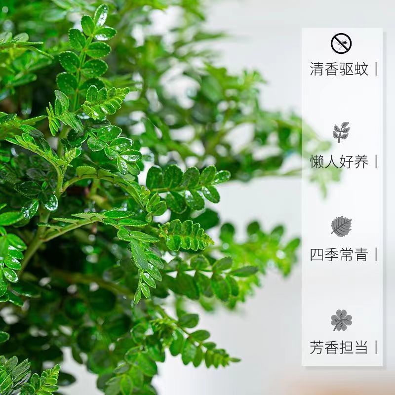 【驱蚊虫】清香木盆栽室内花卉绿植除甲醛净化空气植物提神胡
