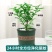 【驱蚊虫】清香木盆栽室内花卉绿植除甲醛净化空气植物提神胡