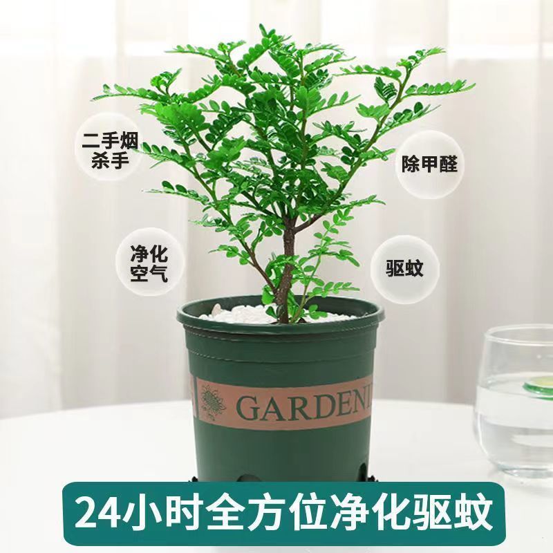 【驱蚊虫】清香木盆栽室内花卉绿植除甲醛净化空气植物提神胡
