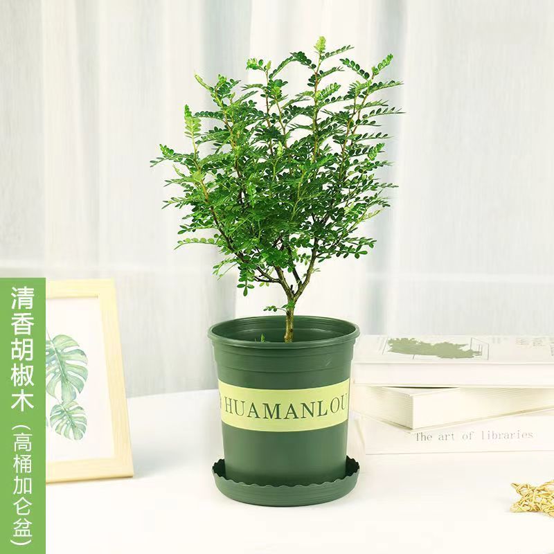 【驱蚊虫】清香木盆栽室内花卉绿植除甲醛净化空气植物提神胡