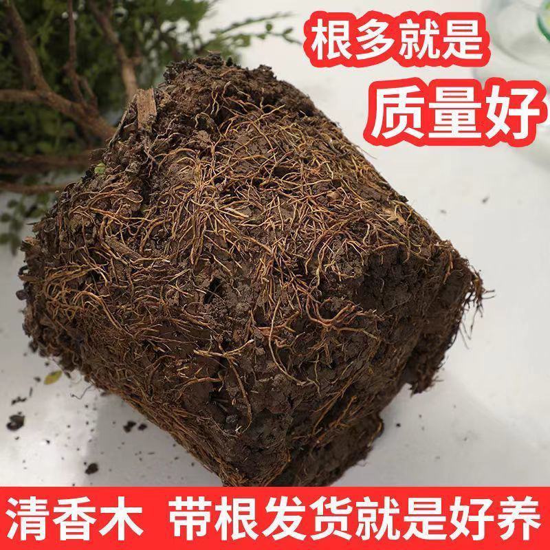 【驱蚊虫】清香木盆栽室内花卉绿植除甲醛净化空气植物提神胡