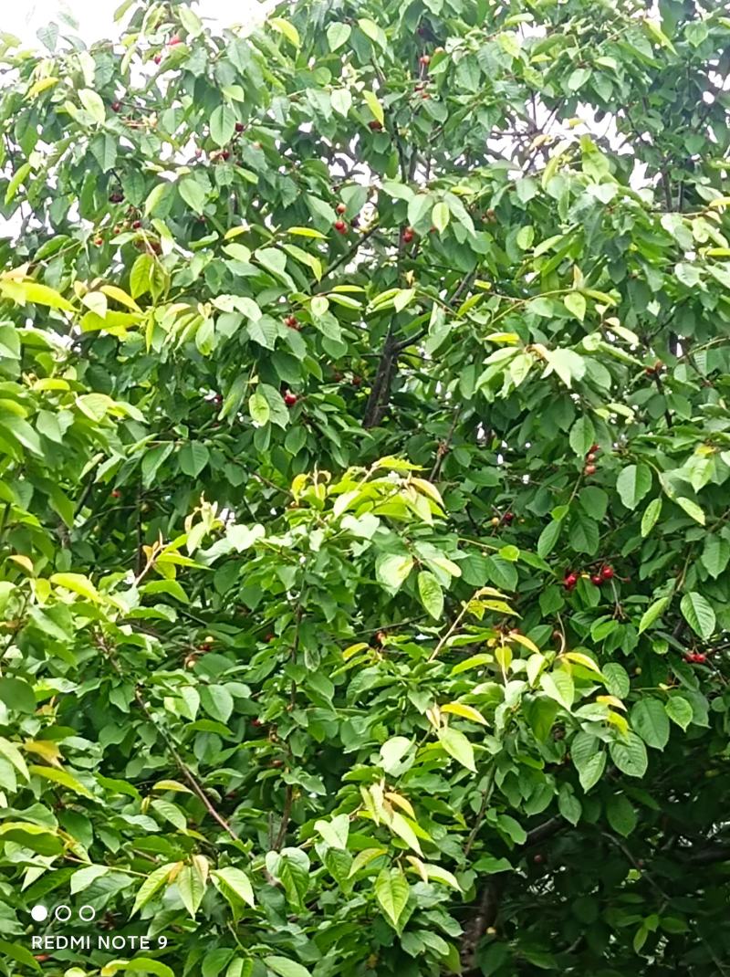 沂蒙山大樱桃红灯乌克兰货源充足价格便宜