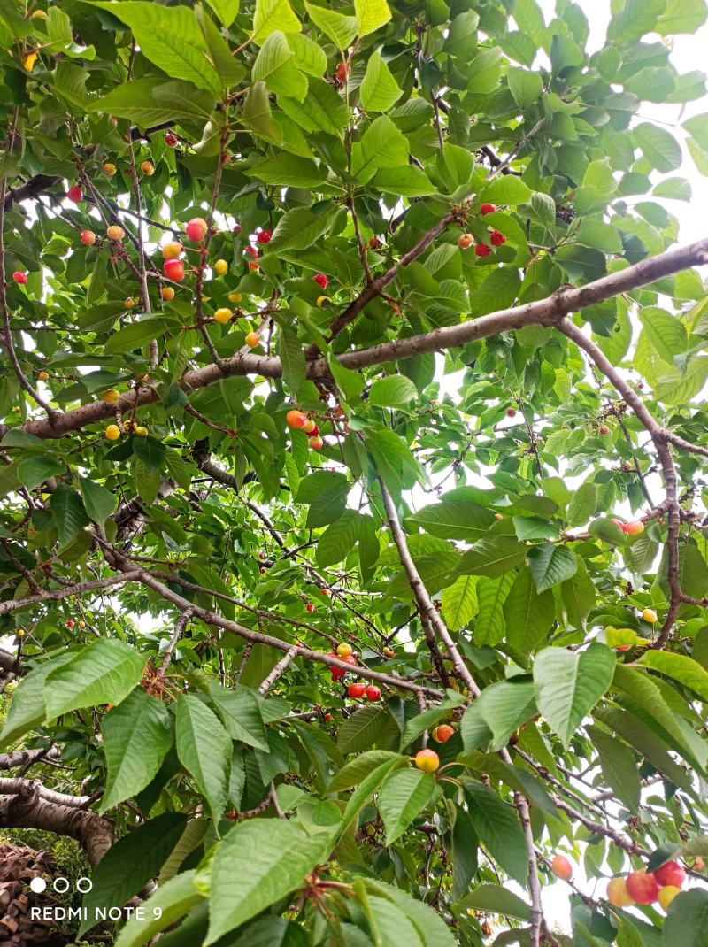 沂蒙山大樱桃红灯乌克兰货源充足价格便宜