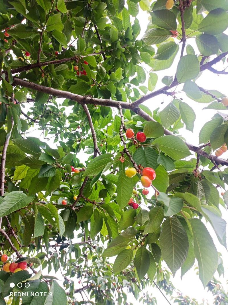 沂蒙山大樱桃红灯乌克兰货源充足价格便宜