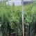 沙地柏,基地现货供应,可视频看货质量保证欢迎采购